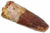 Fossil Spinosaurus Tooth - Real Dinosaur Tooth #329515-1